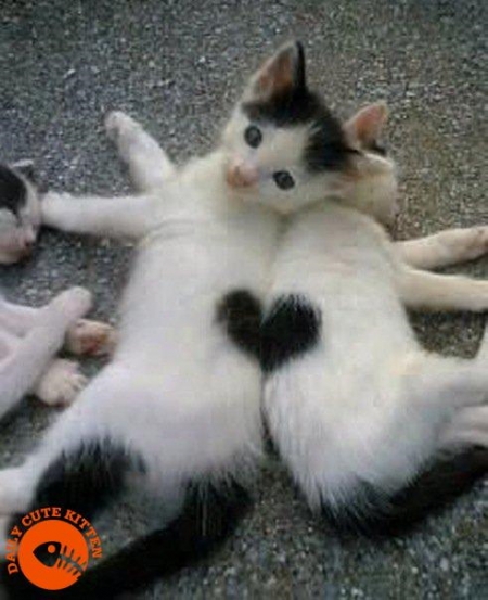 Two kittens make a heart
